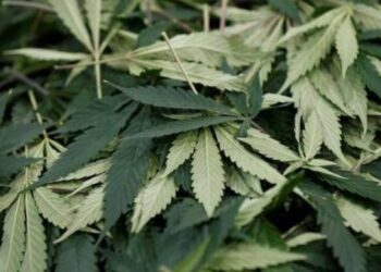 கயத்தார் பகுதியில் கஞ்சா விற்பனையில் ஈடுபட்ட 2 பேர் குண்டர் தடுப்புச் சட்டத்தில் கைது