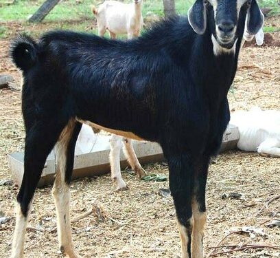 தூத்துக்குடி அருகே பிரபல ஆடு திருடும் கும்பலை பொதுமக்கள்  மடக்கி பிடித்தனர்.