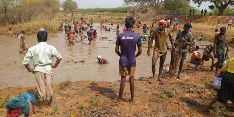 திருப்பத்தூர் அருகே கொளுஞ்சிப்பட்டி கோவில் கண்மாயில் மீன்பிடி திருவிழா நடத்தப்பட்டது.