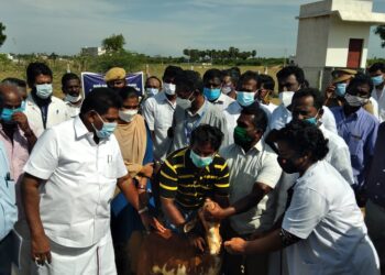 ஆறுமுகநேரியில் கால்நடை பராமரிப்பு துறையின் சார்பில் செம்மறி ஆடுகளுக்கு தடுப்பூசி முகாம் – அமைச்சர் அனிதா ஆர். ராதாகிருஷ்ணன் துவக்கி வைத்தார்