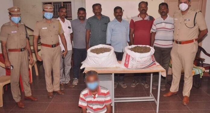 நெல்லை போலீசாரின் தொடர் அதிரடி வேட்டையில் சிக்கிய 25 கிலோ கஞ்சா பறிமுதல். ஒருவர் கைது.