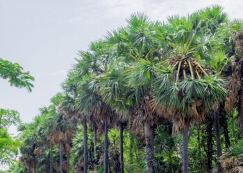 பனை மரங்களை வேரோடு வெட்டி விற்பதை தடுக்க அரசால் உத்தரவு பிறப்பிக்கப்படும் என வேளாண் பட்ஜெட்டில் தெரிவிக்கப்பட்டுள்ளது.