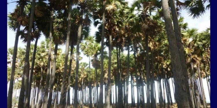 சூரங்குடி பகுதியில் 42 பனை மரங்களை வெட்டியவர் மீது போலீசார் வழக்குப்பதிவு