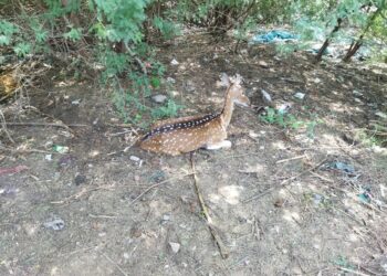 வேதாரண்யம் அடுத்த கோடியக்கரையில் நாய்கள் கடித்த புள்ளிமானை வனத்துறையினர் மீட்டு சிகிச்சை