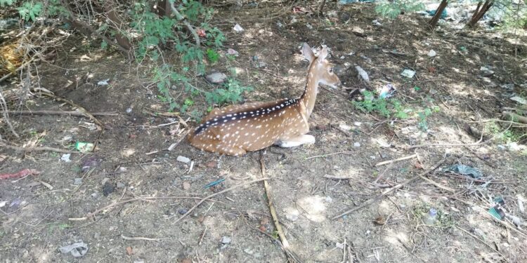 வேதாரண்யம் அடுத்த கோடியக்கரையில் நாய்கள் கடித்த புள்ளிமானை வனத்துறையினர் மீட்டு சிகிச்சை