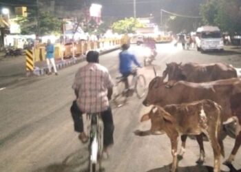 சாலைகளில் சுற்றித் திரிந்த மாடுகளை பிடித்து கோசாலையில்‌‌‌ ஒப்‌‌‌படைத்‌‌‌த திருநெல்வேலி காவல்துறை