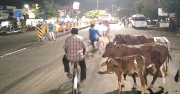 சாலைகளில் சுற்றித் திரிந்த மாடுகளை பிடித்து கோசாலையில் ஒப்படைத்த திருநெல்வேலி காவல்துறை