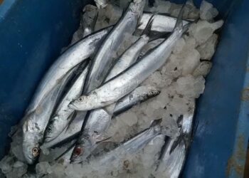 கோடிக்கரையில் மாட்டுப் பொங்கலையொட்டி மீன் விலை ஏற்றம்