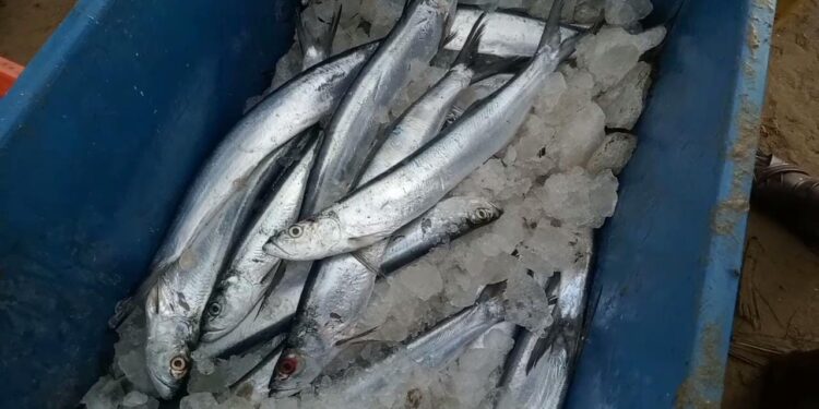 கோடிக்கரையில் மாட்டுப் பொங்கலையொட்டி மீன் விலை ஏற்றம்