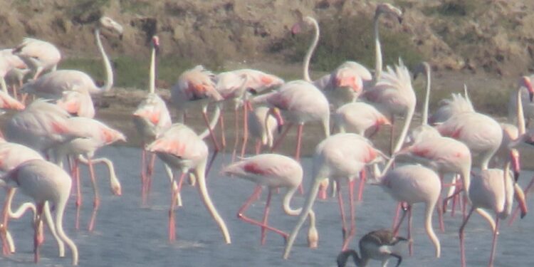 கோடியக்கரை பறவைகள் சரணாலயத்தில் பறவைகள் கணக்கெடுக்கும் பணி நடைபெற்றது