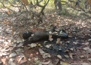 பண்ருட்டி அருகே முந்திரி தோப்பில்  முற்றிலும் எரிந்த நிலையில் வாலிபர் ஒருவரின் உடல்  கண்டெடுப்பு