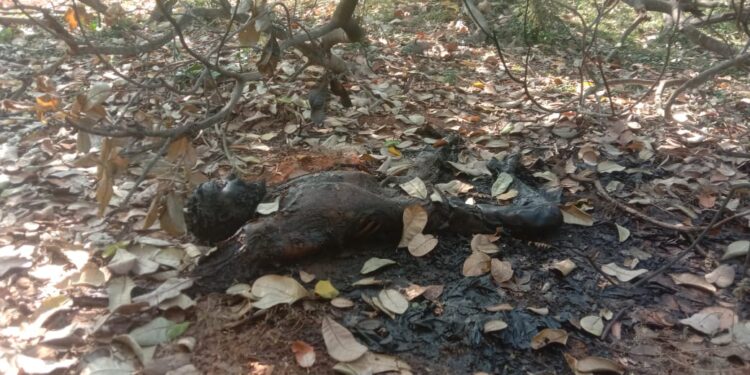 பண்ருட்டி அருகே முந்திரி தோப்பில் முற்றிலும் எரிந்த நிலையில் வாலிபர் ஒருவரின் உடல் கண்டெடுப்பு