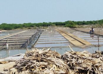 வேதாரண்யம் பகுதியில் கனமழை – சீரமைக்கப்பட்ட உப்பளங்கள் மழைநீரில் சேதம்