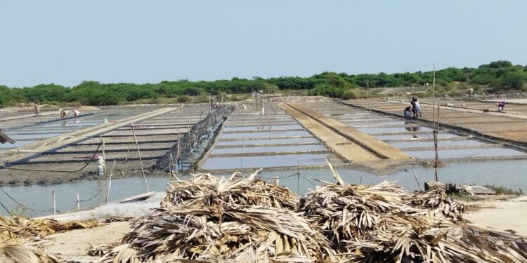 வேதாரண்யம் பகுதியில் கனமழை – சீரமைக்கப்பட்ட உப்பளங்கள் மழைநீரில் சேதம்