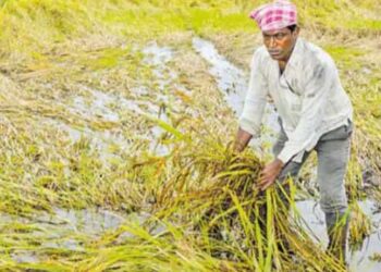 வேதாரண்யம் பகுதி கனமழை – அறுவடைக்கு தயாரான பயிர்கள் சேதம், உப்பு உற்பத்தி பாதிப்பு
