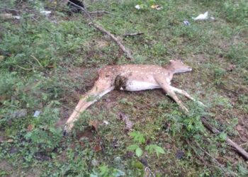 வேதாரண்யம் அடுத்த கோடியக்கரை வனஉயிரின சரணாலயத்தில் நாய் கடித்து புள்ளிமான் சாவு.