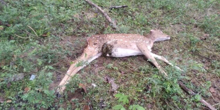 வேதாரண்யம் அடுத்த கோடியக்கரை வனஉயிரின சரணாலயத்தில் நாய் கடித்து புள்ளிமான் சாவு.