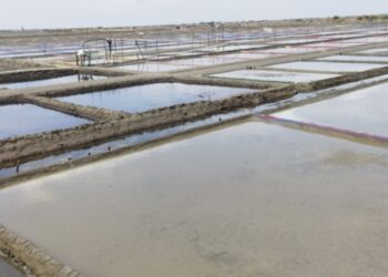 மழை காரணமாக நாகை மாவட்டத்தில் 5வது நாளாக மீனவர்கள் கடலுக்கு மீன்பிடிக்க செல்லவில்லை.உப்பு உற்பத்தி தொழிலும் முடங்கியுள்ளது