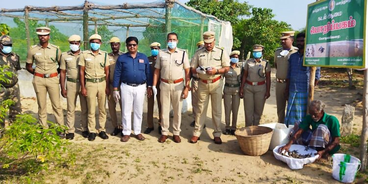 கோடிக்கரையில் 313 கடல் ஆமை குஞ்சுகள் கடலில் விடப்பட்டன.