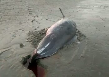 மணியன் தீவு கடற்கரையில் இறந்த நிலையில் டால்பின் மீன் கரை ஒதுங்கியது