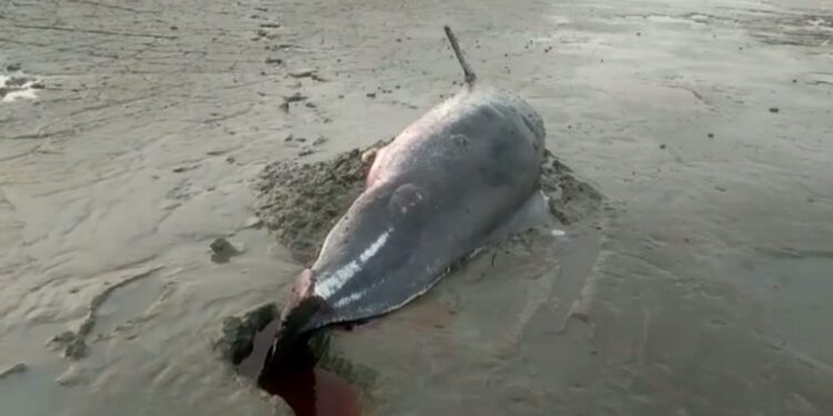 மணியன் தீவு கடற்கரையில் இறந்த நிலையில் டால்பின் மீன் கரை ஒதுங்கியது