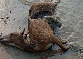 கோடிக்கரை கடற்கரையில் இறந்த நிலையில் புள்ளிமான் – வனத்துறையினர் விசாரணை.