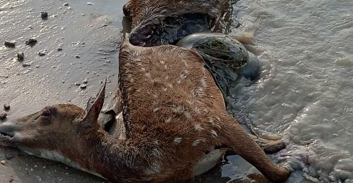 கோடிக்கரை கடற்கரையில் இறந்த நிலையில் புள்ளிமான் – வனத்துறையினர் விசாரணை.