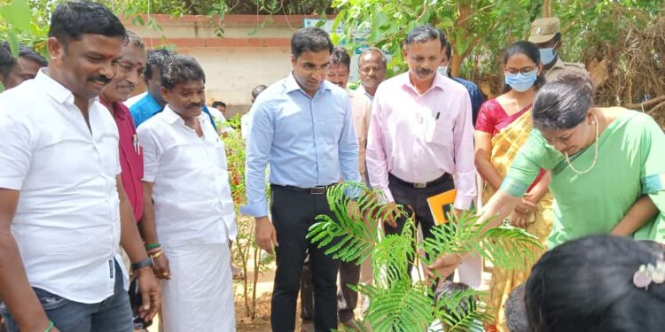 தேசிய சுற்றுச்சூழல் தினத்தை முன்னிட்டு மாப்பிள்ளையூரணியில் கனிமொழி எம்.பி மரக்கன்று நட்டினார்.