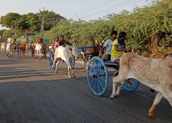 மாப்பிள்ளையூரணி அழகு முத்தாரம்மன் கோவில் கொடை விழாவையொட்டி மாட்டுவண்டி போட்டி: சண்முகையா எம்.எல்.ஏ, மற்றும்  பஞ். தலைவர் சரவணகுமார் தொடங்கி வைத்தனர்!!