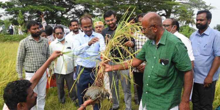 நாகப்பட்டினம் மாவட்டம் திருக்குவளை வட்டத்திற்குட்பட்ட பகுதிகளை வேளாண்மை இயக்குநர் ஏ.அண்ணாதுரை மாவட்ட ஆட்சித்தலைவர் அ.அருண்தம்புராஜ் தலைமையில் இன்று ஆய்வு மேற்கொண்டார்