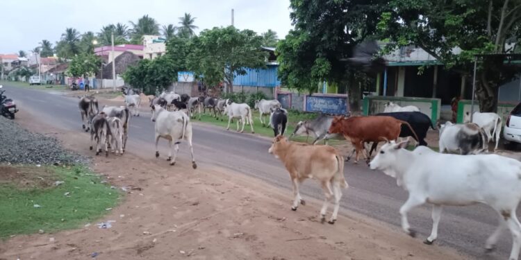 வேதாரண்யத்தில் கேட்பாரற்று திரியும் மாடுகள் இன்று நகராட்சி ஊழியர்களால் பிடிக்கப்பட்டு கால்நடை பட்டிகளில் அடைக்கப்பட்டன .