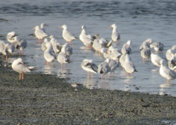 வேதாரண்யத்தை அடுத்த   கோடியக்கரை பறவைகள் சரணாலயத்திற்கு வெளிநாடுகளிலிருந்து புதிய வகை பறவைகள் வருகை
