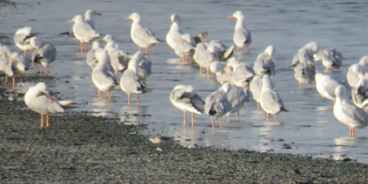 வேதாரண்யத்தை அடுத்த   கோடியக்கரை பறவைகள் சரணாலயத்திற்கு வெளிநாடுகளிலிருந்து புதிய வகை பறவைகள் வருகை