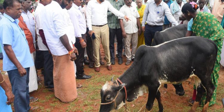 நாகப்பட்டினம் மாவட்டம் தலைஞாயிறு ஊராட்சி ஒன்றியம் துளசாபுரம் ஊராட்சியில் கால்நடை பராமரிப்புத்துறை சார்பில் உள்நாட்டு இன கால்நடைகள் பாதுகாத்தல் மற்றும் இன விறுத்தி விழிப்புணர்வு மற்றும் கண்காட்சி முகாமினை மாவட்ட ஆட்சித்தலைவர் டாக்டர் அ.அருண்தம்புராஜ் தொடங்கி வைத்தார்.