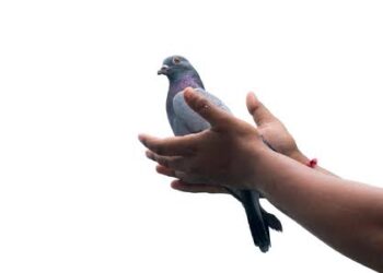 தூத்துக்குடியில் புதியதாக பந்தய புறா ஸ்போர்ட்ஸ் சொசைட்டி தொடங்கப்பட்டுள்ளது.