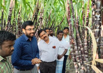நாகப்பட்டினம் மாவட்டத்தில் உள்ள அரிசி குடும்ப அட்டைதாரர்களுக்கான பொங்கல் பரிசு தொகுப்பில் கரும்பு வழங்குவதற்காக திருவாரூர் மாவட்டம் மன்னார்குடி ஊராட்சி ஒன்றியம் நெடுவாக்கோட்டை கிராமத்தில் பயிரிடப்பட்டுள்ள கரும்பு தோட்டத்தில் மாவட்ட ஆட்சித்தலைவர்  டாக்டர் அ.அருண்தம்புராஜ், இன்று நேரில் பார்வையிட்டு ஆய்வு செய்தார்.