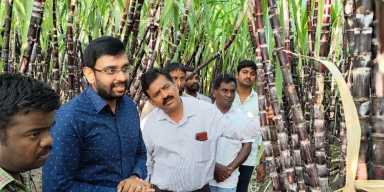 நாகப்பட்டினம் மாவட்டத்தில் உள்ள அரிசி குடும்ப அட்டைதாரர்களுக்கான பொங்கல் பரிசு தொகுப்பில் கரும்பு வழங்குவதற்காக திருவாரூர் மாவட்டம் மன்னார்குடி ஊராட்சி ஒன்றியம் நெடுவாக்கோட்டை கிராமத்தில் பயிரிடப்பட்டுள்ள கரும்பு தோட்டத்தில் மாவட்ட ஆட்சித்தலைவர்  டாக்டர் அ.அருண்தம்புராஜ், இன்று நேரில் பார்வையிட்டு ஆய்வு செய்தார்.