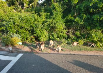 பிளாஸ்டிக் பொருட்களை சாலை ஓரங்களில் எரிந்து செல்லவேண்டாம் – வனத் துறையின் சார்பாக வேண்டிக்கொள்கிறோம் என வனச்சரக அலுவலர் பா.அயூப்கான் வேண்டுகோள்