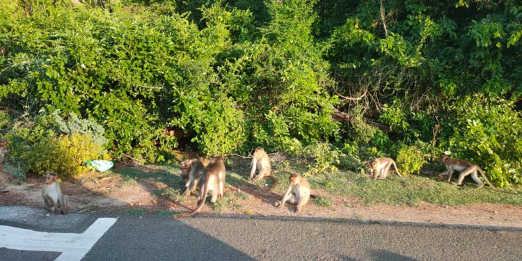 பிளாஸ்டிக் பொருட்களை சாலை ஓரங்களில் எரிந்து செல்லவேண்டாம் – வனத் துறையின் சார்பாக வேண்டிக்கொள்கிறோம் என வனச்சரக அலுவலர் பா.அயூப்கான் வேண்டுகோள்