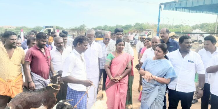 தூத்துக்குடி மாப்பிள்ளையூரணியில் ஆட்டு சந்தை அமைச்சர் கீதாஜீவன் திறந்து வைத்து 3 கிடாக்களை வாங்கி வியாபாரிகளை உற்சாகப்படுத்தினார்.