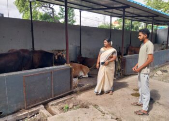 தூத்துக்குடி மாநகராட்சி பகுதிகளில் ஒரே நாளில் ஒரே இரவில் 25 மாடுகள் பறிமுதல்.