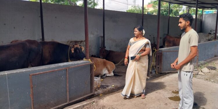 தூத்துக்குடி மாநகராட்சி பகுதிகளில் ஒரே நாளில் ஒரே இரவில் 25 மாடுகள் பறிமுதல்.