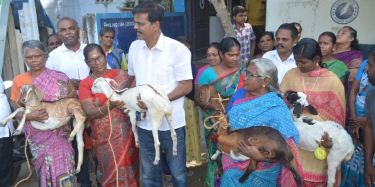 உதயநிதி ஸ்டாலின் பிறந்தநாளை முன்னிட்டு தூத்துக்குடியில் திரைப்பட தயாரிப்பாளர் 48 பேருக்கு பி.டி.செல்வக்குமார் ஆட்டுக்குட்டி வழங்கினார்.